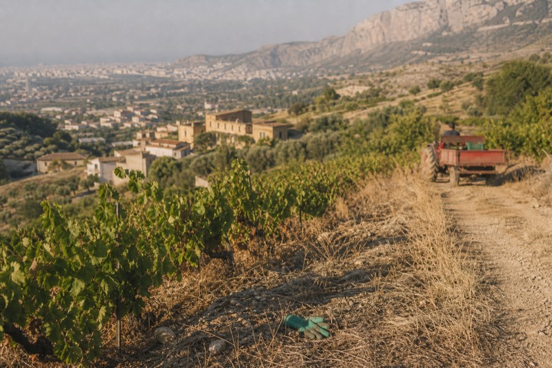 Low vine rows climbing a sunlit slope in the hills of western Sicily.