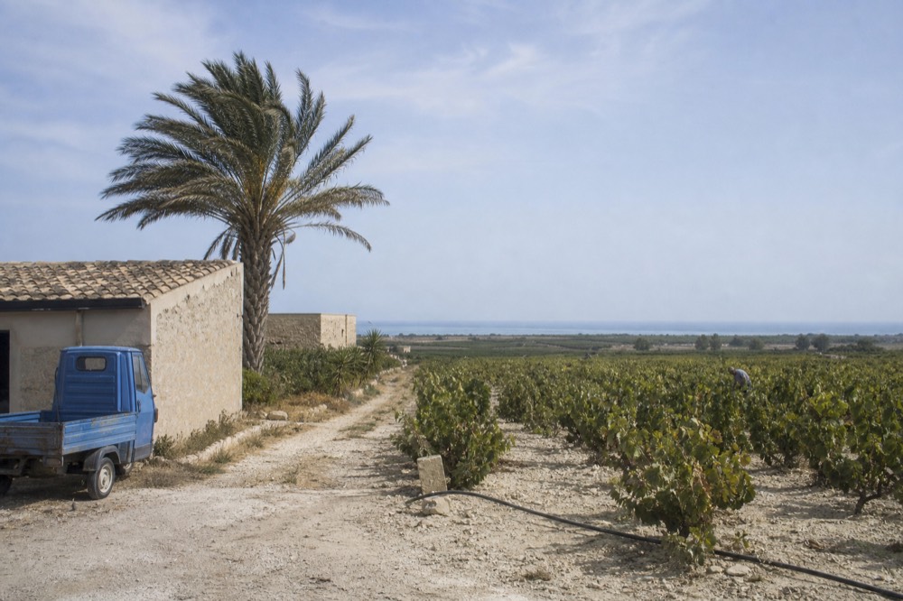 Rows of grapevines running flat to the horizon near the sea