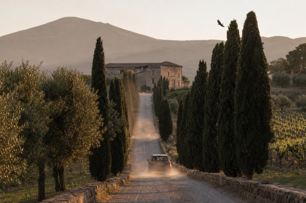 A long gravel avenue lined by cypress trees leading to a stone winery building